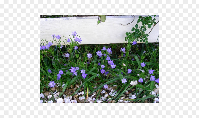 Violet English Lavender Groundcover PNG