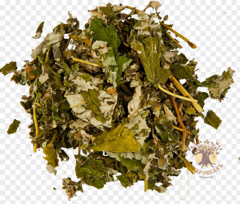 Leaf Red Raspberry Vegetable Herb Medicinal Plants PNG