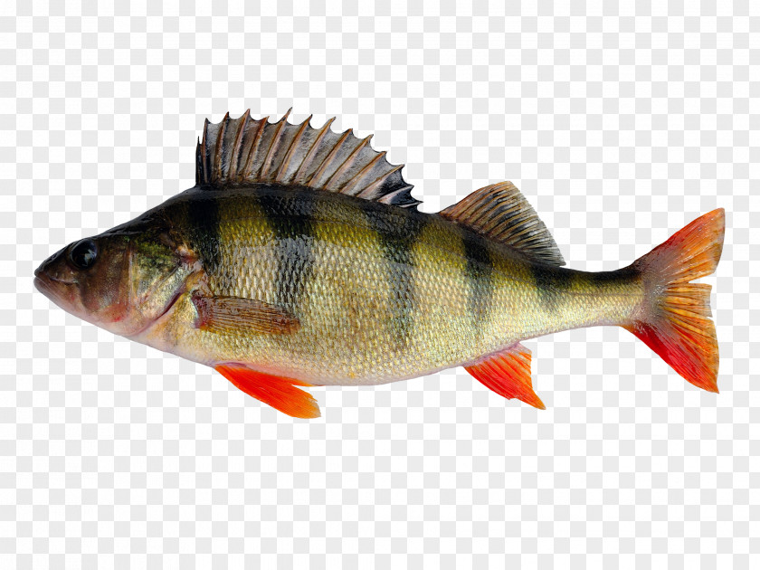 Mangrove European Perch Fishing Yellow Stock Photography PNG