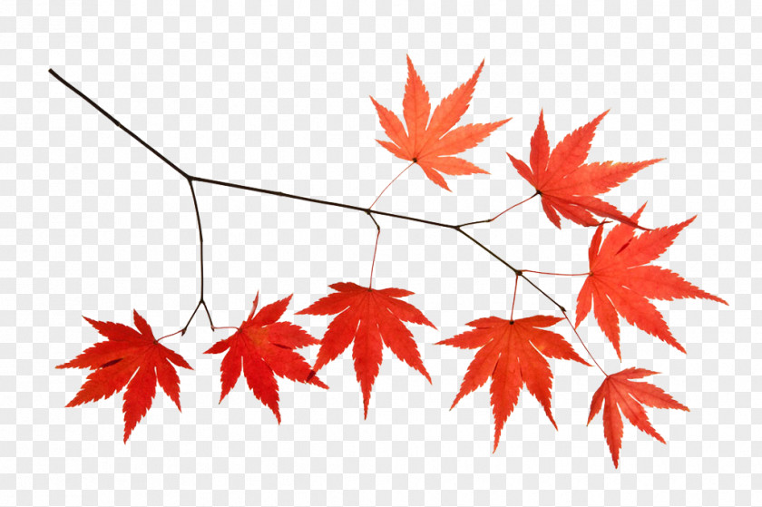 Maple Branches Leaf Icon PNG