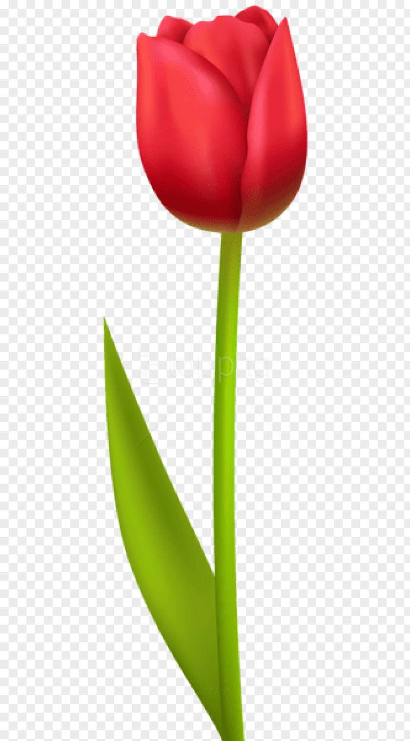 Petal Hippeastrum Lily Flower Cartoon PNG