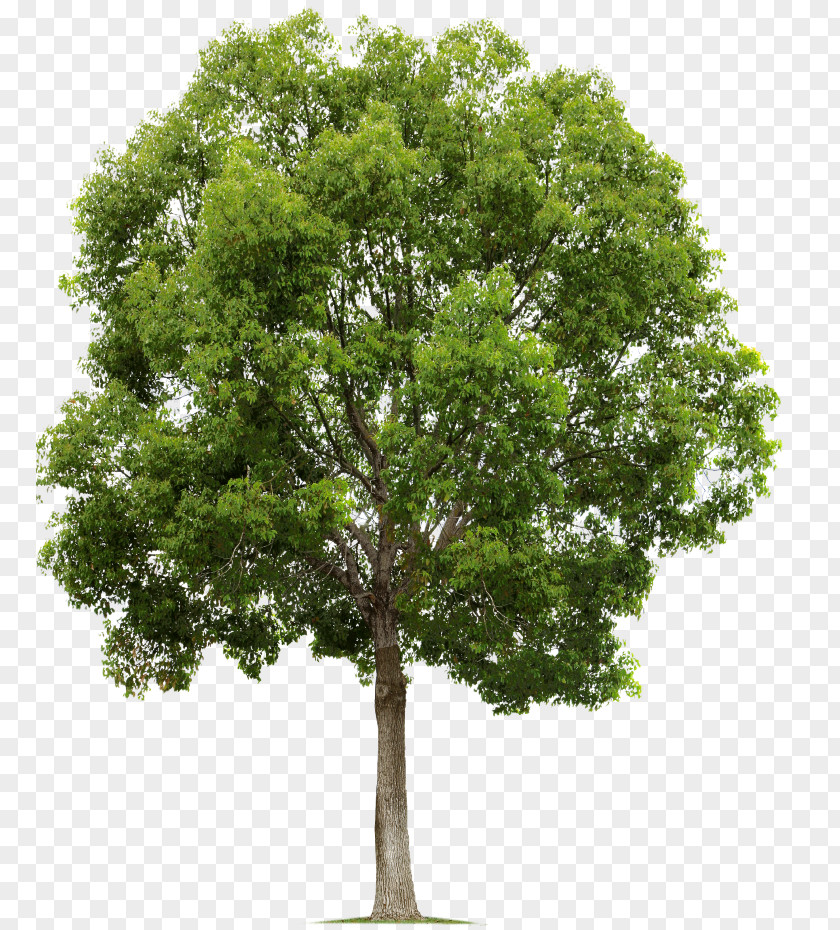 Pruning Trees Tree Populus Nigra Alpha Compositing Clip Art PNG