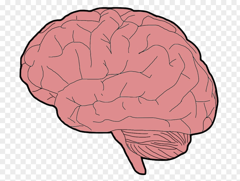 Psychology Human Brain Vector Graphics Royalty-free Illustration PNG