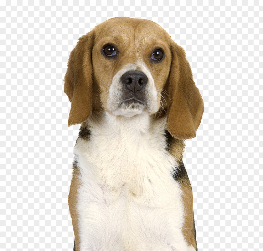 Puppy Beagle-Harrier English Foxhound American PNG