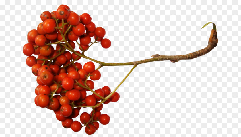 Autumn Rowan Drawing Yandex Search Clip Art PNG