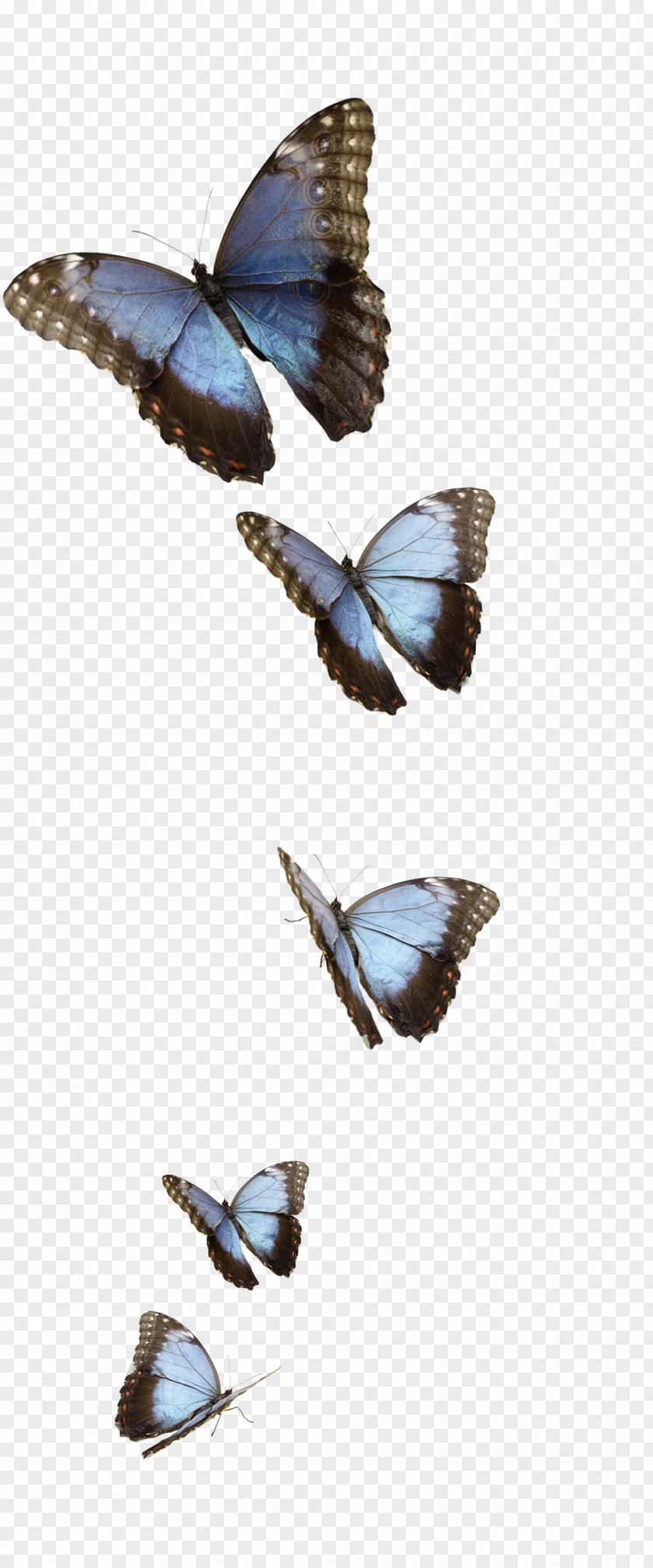 Butterfly Monarch Morpho Peleides Moth Insect PNG