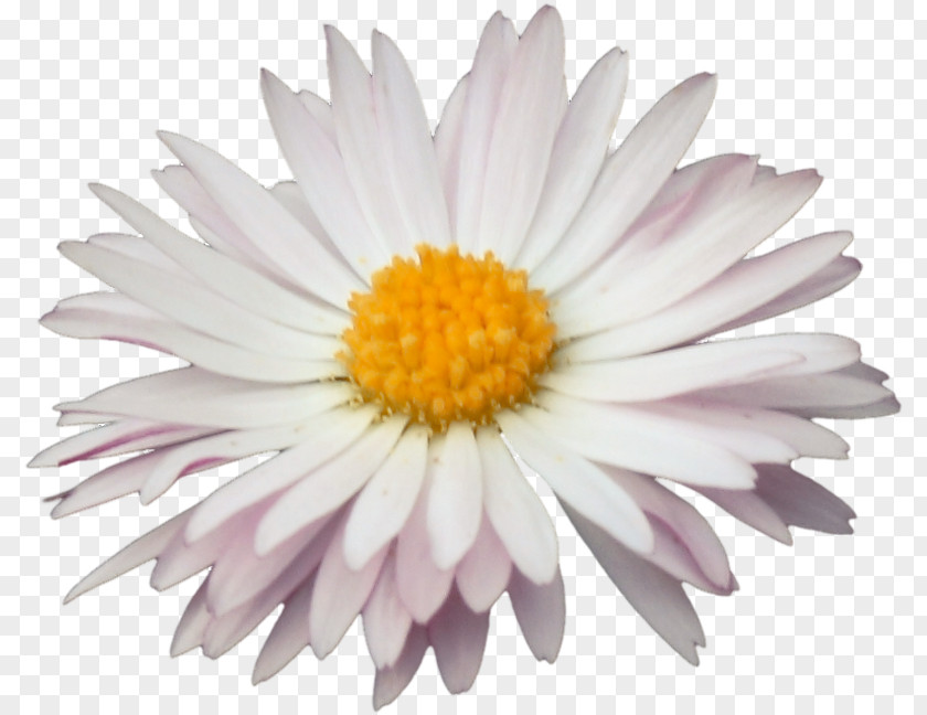 Chrysanthemum Common Daisy Oxeye Marguerite Petal PNG