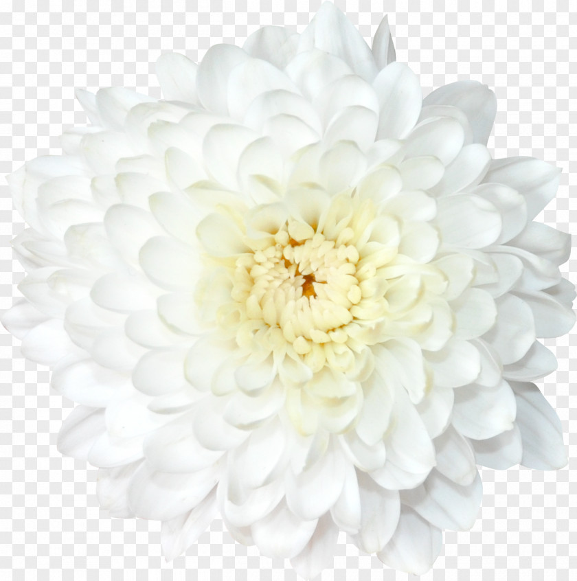 Chrysanthemum Transvaal Daisy Flower Lilium PNG