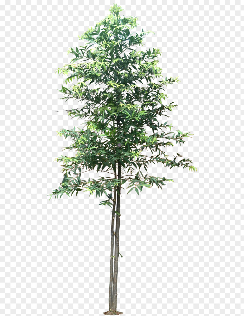 Coniferous Plants Tree Schefflera Arboricola Agathis Dammara Flower Houseplant PNG