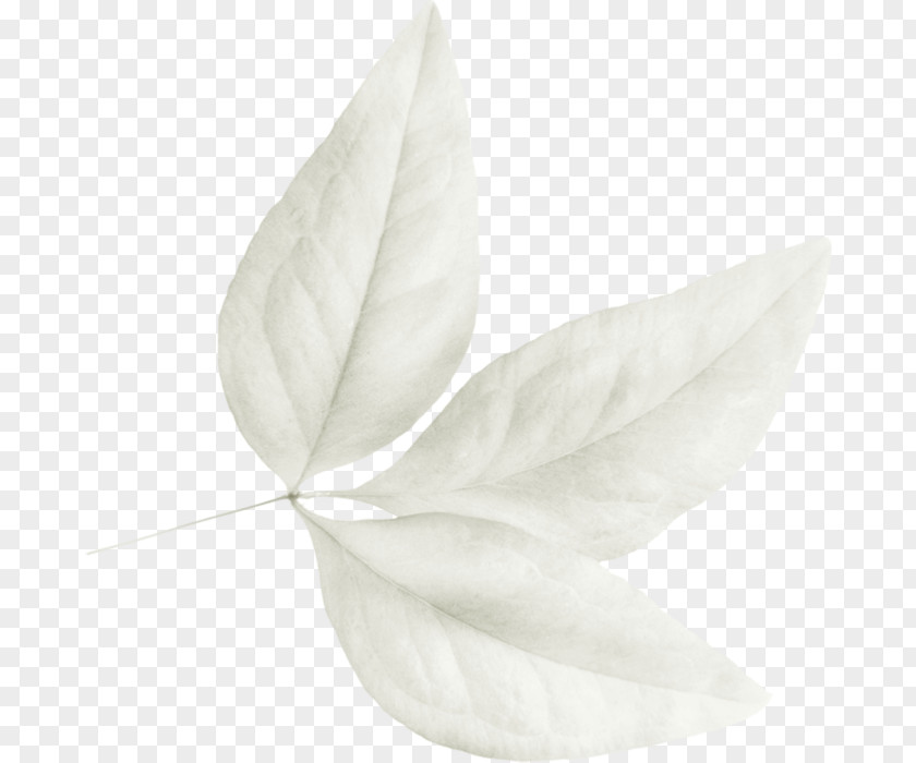 Leaf Petal White PNG