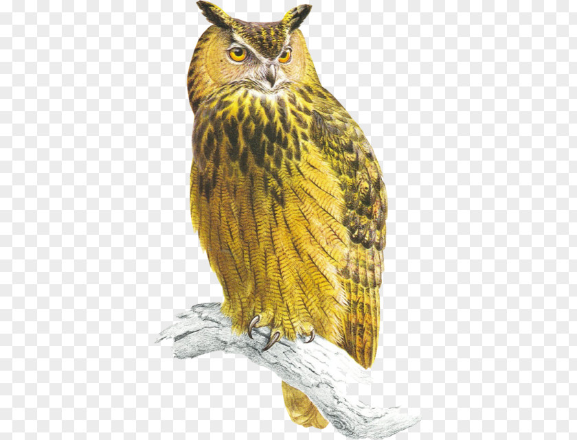 Yellow Owl Tawny Bird Of Prey Eurasian Eagle-owl PNG