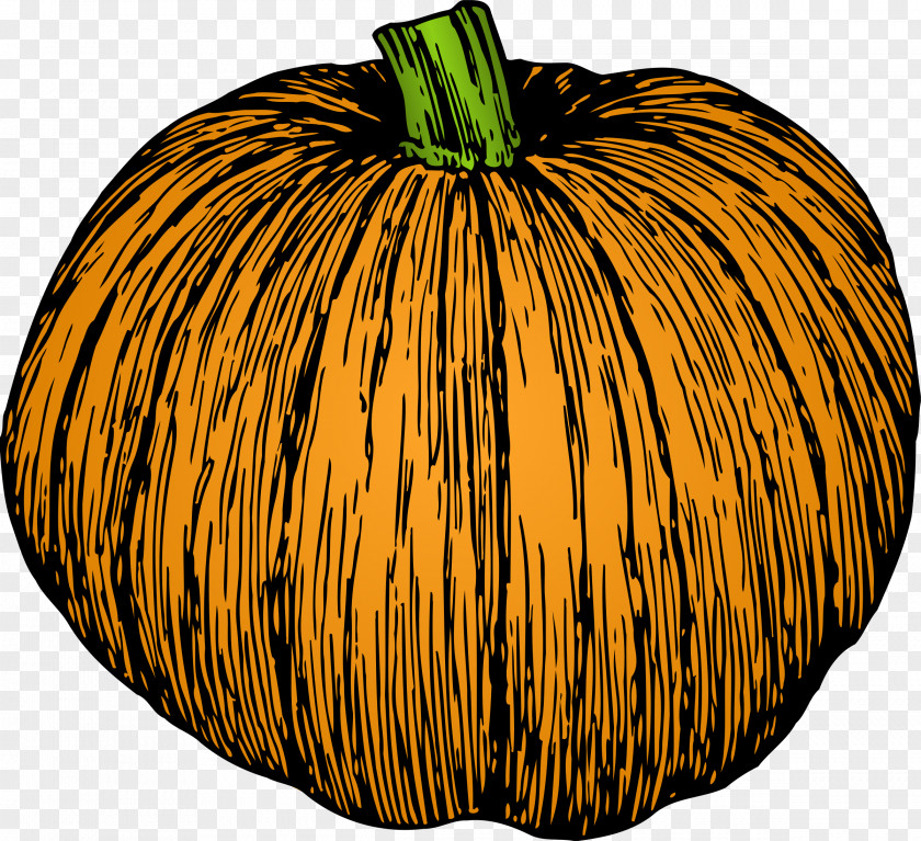 Acorn Squash Pumpkin Drawing Line Art Clip PNG