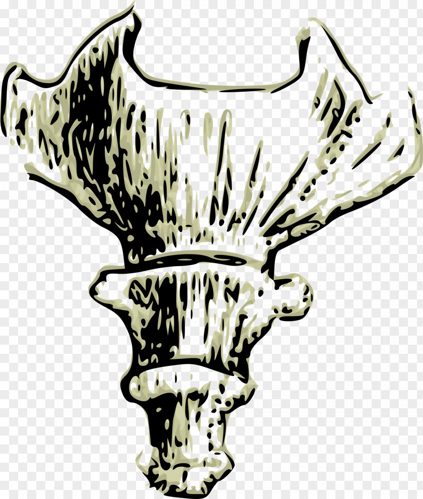 Bone Coccyx Tail Human Vestigiality Clip Art PNG