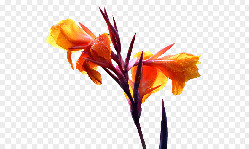 Cannabis Pictures Canna Cut Flowers Floral Design Lilium PNG