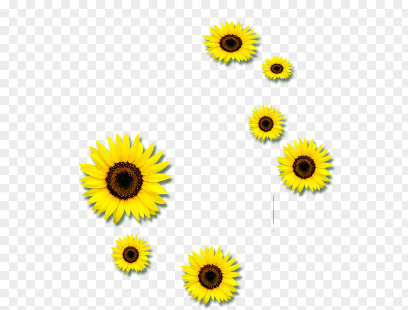 Floating Sunflower Common Euclidean Vector Clip Art PNG