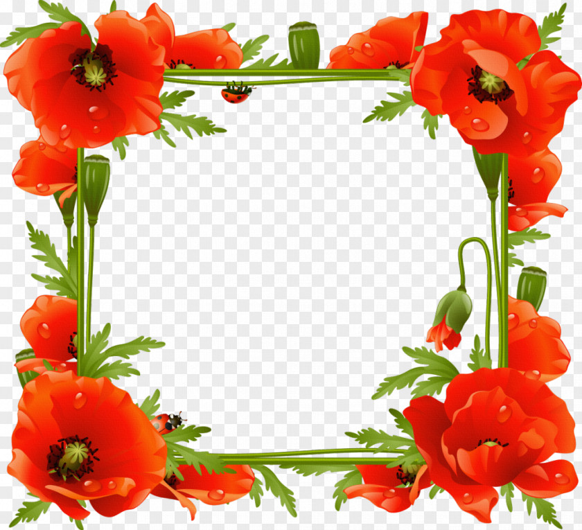 Flower Frame Common Poppy Picture Frames PNG