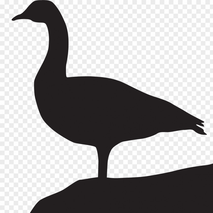 Goose All About Birds Duck Cornell Lab Of Ornithology PNG