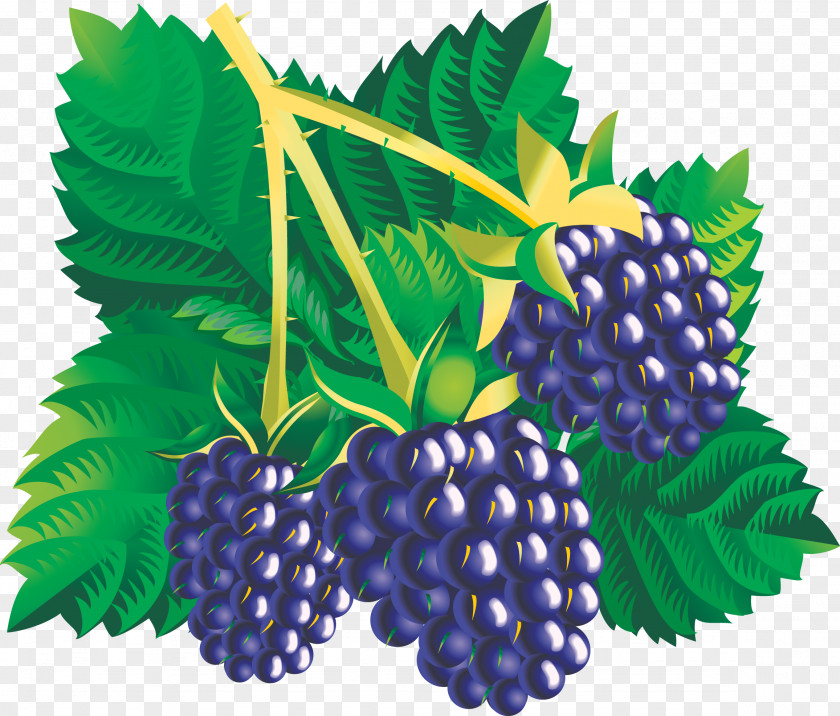 Grapes Blackberry Fruit Clip Art PNG