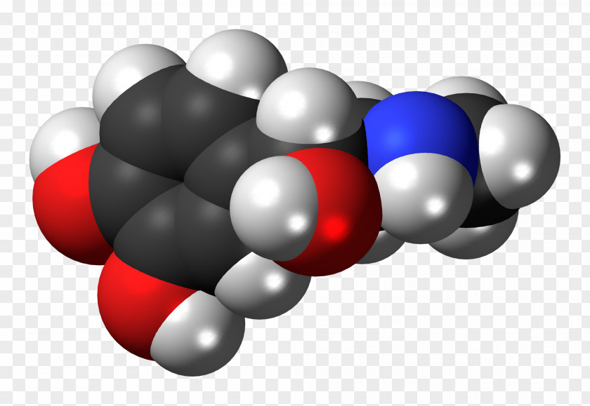 Norepinephrine Adrenaline Hormone Adrenal Gland PNG