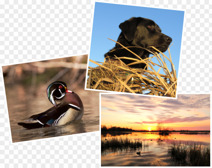 Photography Contest Call Duck Ducks Unlimited Waterfowl Hunting PNG