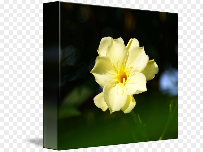 Plant Flowering Wildflower Herbaceous PNG