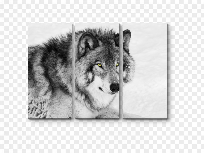 Puppy Siberian Husky Black Wolf Mexican Stock Photography PNG