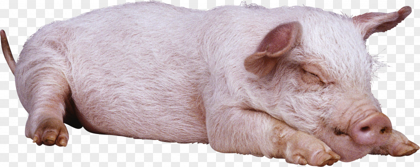 Sleeping Pig Image Large Black White Gloucestershire Old Spots British Landrace PNG