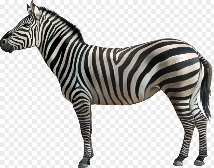 Zebra Quagga Clip Art PNG