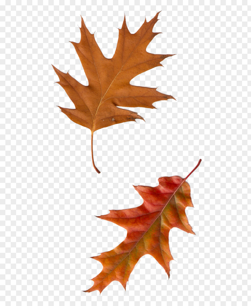 Autumn Graphic Maple Leaf PhotoScape Adobe Photoshop PNG