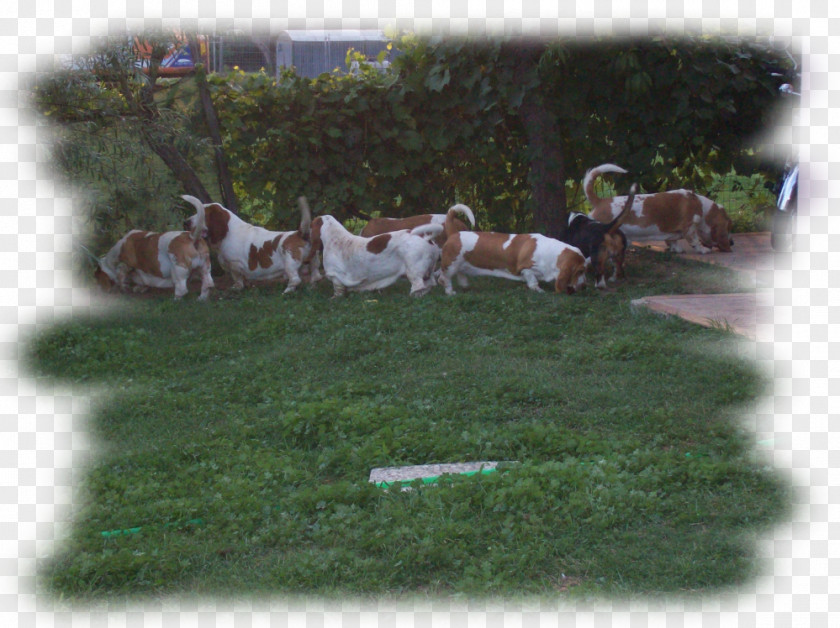 Basset Hound Dog Breed Beagle Nutrition Counseling Beratung PNG