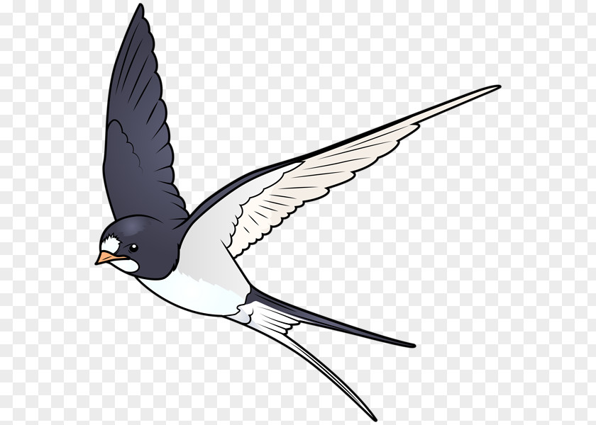 Bird Cartoon Swallow Clip Art PNG