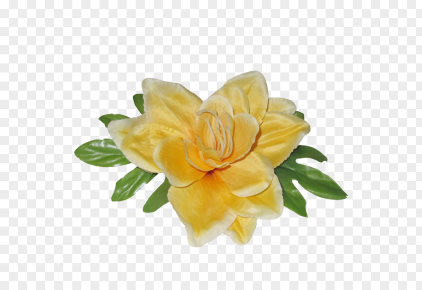 Cut Flowers Rose Family PNG
