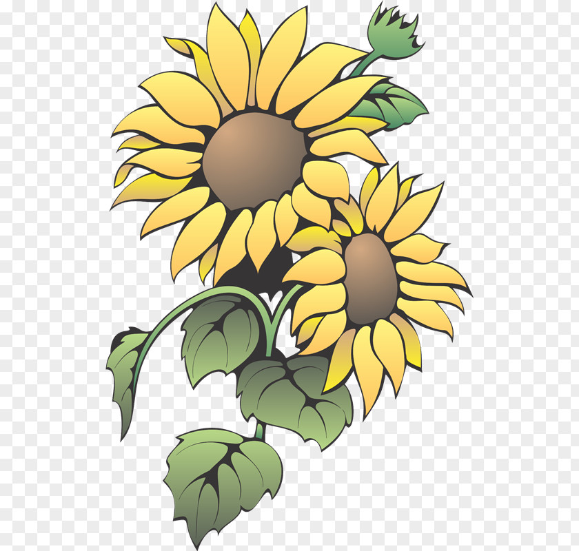 Flower Common Sunflower Color Clip Art PNG