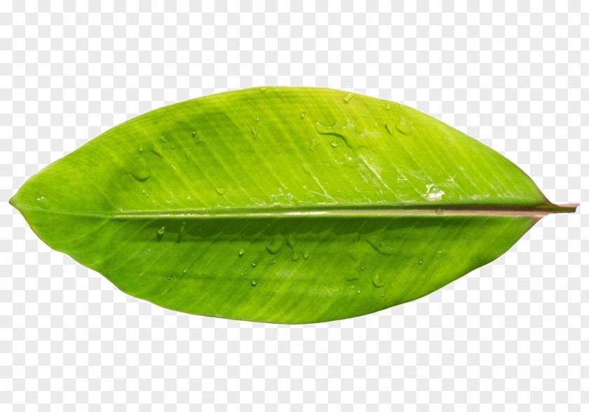 Hawaii Banana Leaves PNG banana leaves clipart PNG