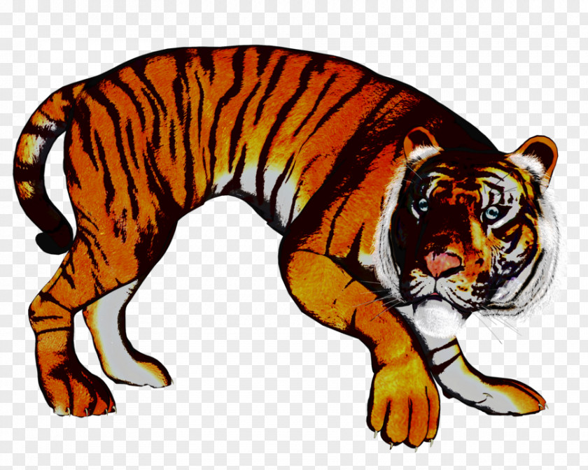Tiger Cat Terrestrial Animal Fauna Clip Art PNG