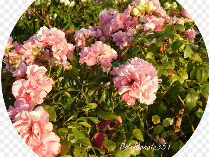 Flower Floribunda Garden Roses Cabbage Rose Memorial Rambler-Rose PNG