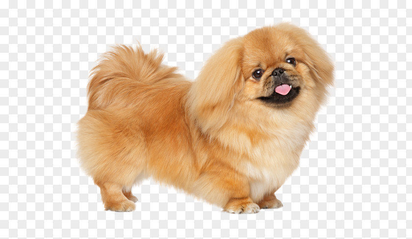 Long Hair Dog Breeds Pekingese Puppy Russkiy Toy Little Lion Breed PNG