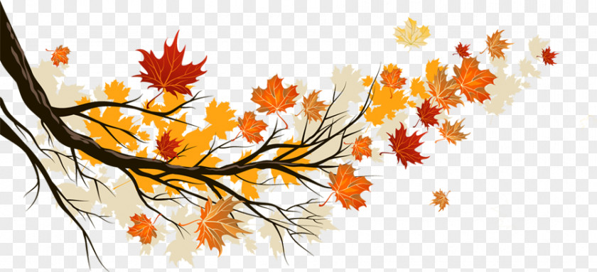 Maple Leaf Autumn Color PNG