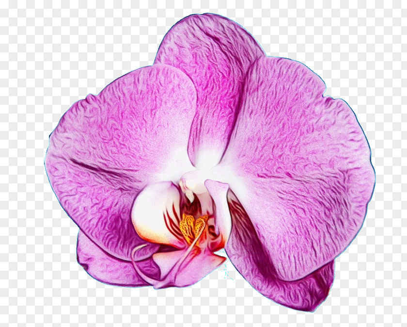 Orchid Moth Flower Flowering Plant Petal Violet Purple PNG