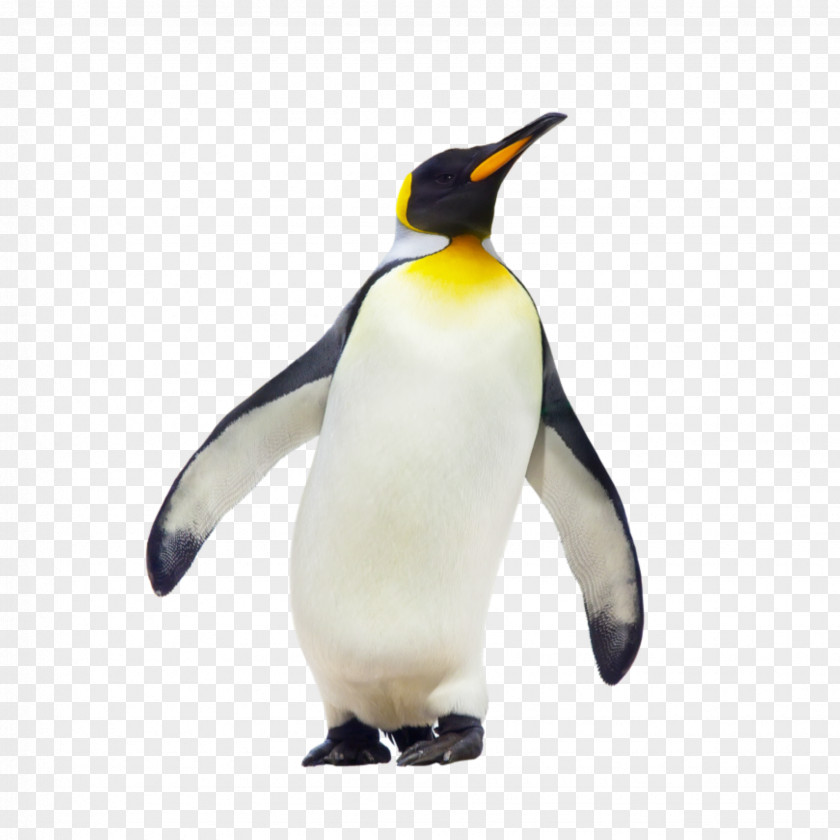 Penguin Geography: Physical And Human Environments CfE Higher Geography Course Notes How To Pass Cfe Grade Booster PNG