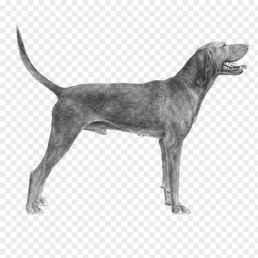 Plott Hound Redbone Coonhound English Foxhound Harrier American PNG