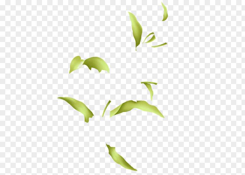 Vine Clip Art Vector Graphics Illustration Drawing PNG