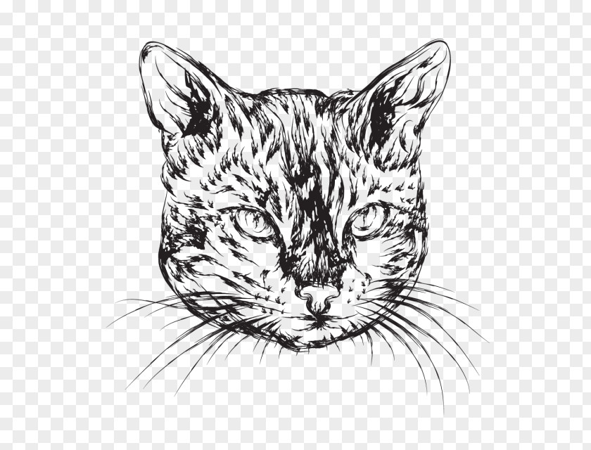 Cat Whiskers Wildcat Tiger Tabby PNG