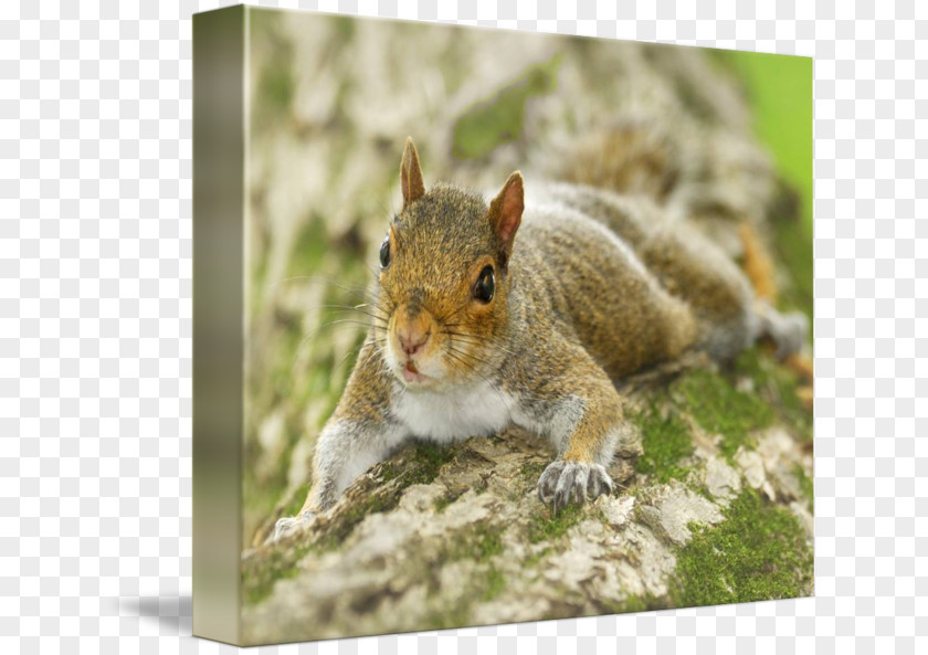 Eastern Gray Squirrel Fox Chipmunk 02021 Whiskers PNG