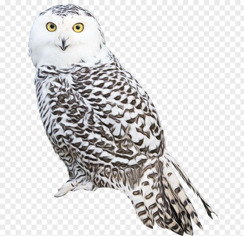 Falcon Wildlife Owl Bird Snowy Of Prey Beak PNG