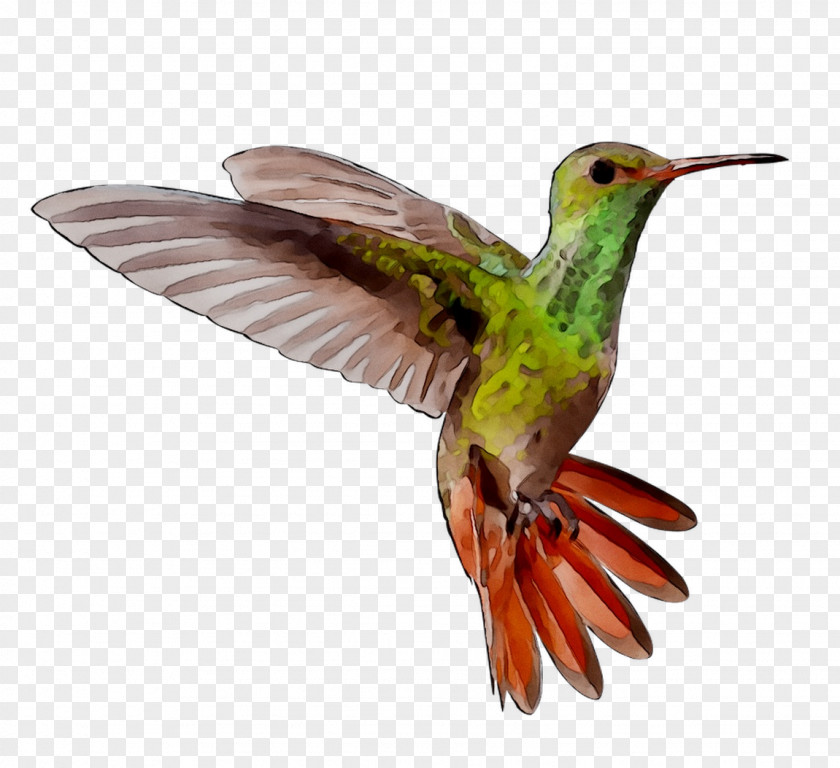 Hummingbird Image Transparency PNG