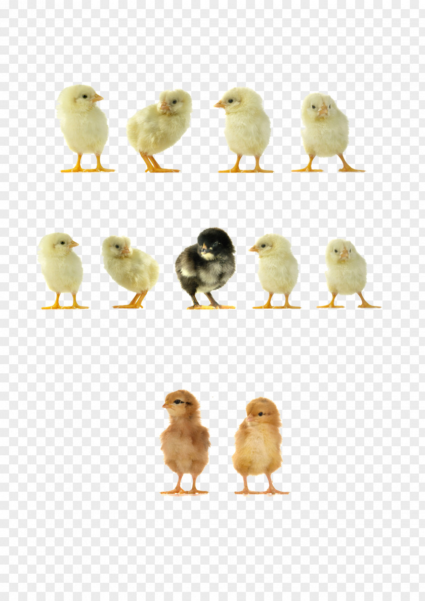 Small Yellow Chicken Yellow-hair Duck Icon PNG
