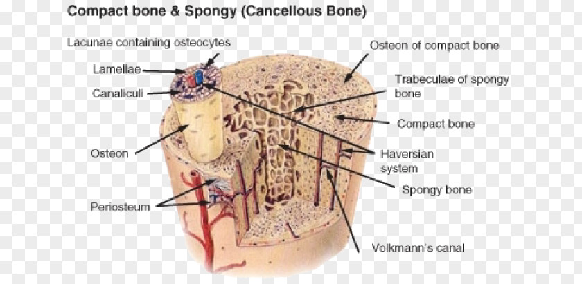 Structural Combination Long Bone Compact Bot Osteon Human Skeleton PNG