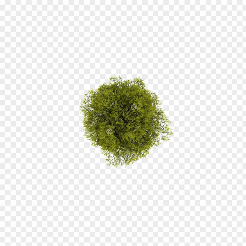 Tree Top View Computer File PNG