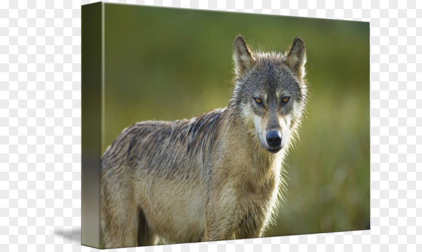 Amber Pearl Gray Wolf Alamy Stock Photography PNG